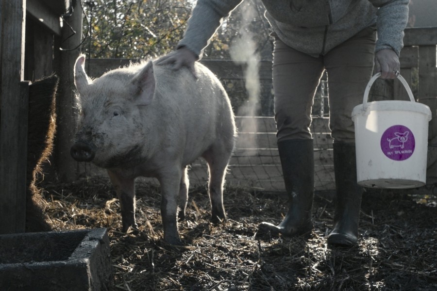 New Pigs on the Block