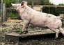 New pigs on the block