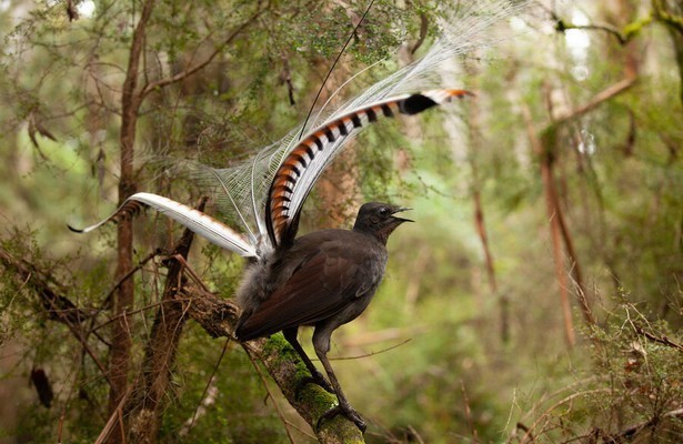 Natuur op 2: Attenborough's wonder of song