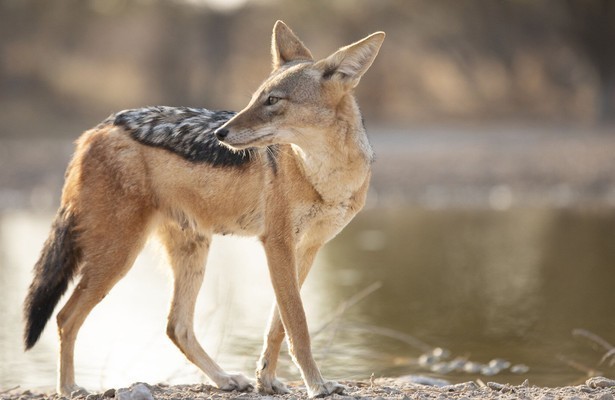 Natuur op 2: Dogs in the Wild - Meet the Family