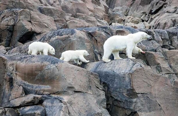 Our Planet II
