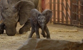 Op safari