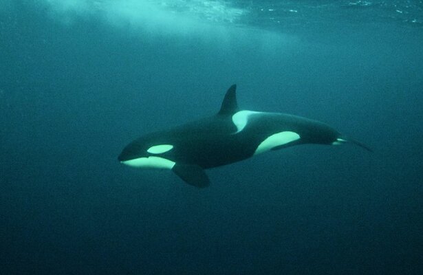 De orka in De Wilde Noordzee