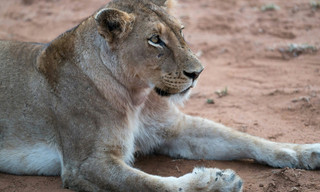 Predator v prey