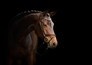 Paardensport: Global Champions Tour in Madrid