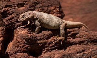 Reptile Planet