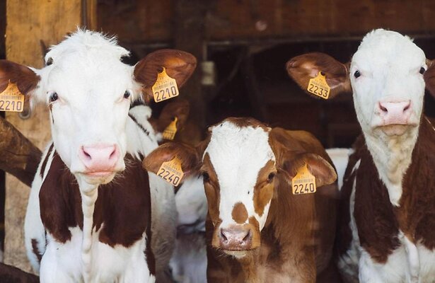 Bij Ons Op De Boerderij