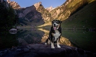 Schweizer Hundegeschichten