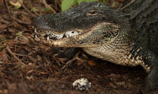 Secrets Life of Predators