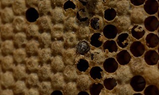 Secrets of the bees