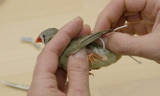 Seewiesen - Ein Biotop für die Wissenschaft