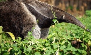 South America's weirdest animals