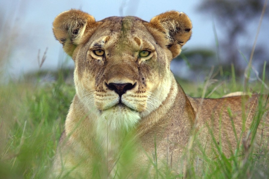 Serengeti