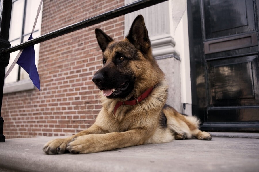 Snuf De Hond De Vliegende Volckert