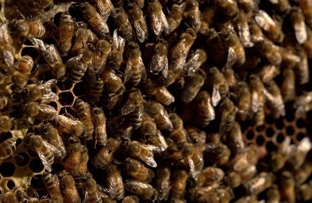 Sfeerafbeelding Secrets of the Bees