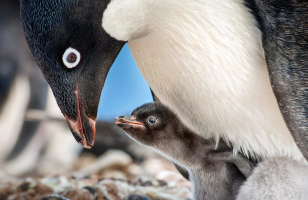 Secrets of the penguins