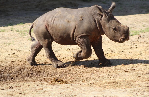 Neushoorn in Secrets of the Zoo: Tampa