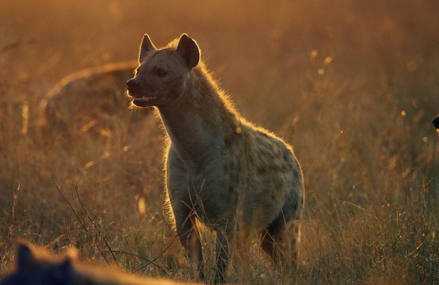 Serengeti