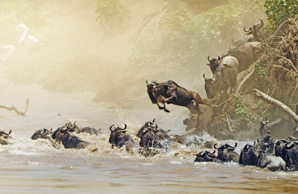 Serengeti