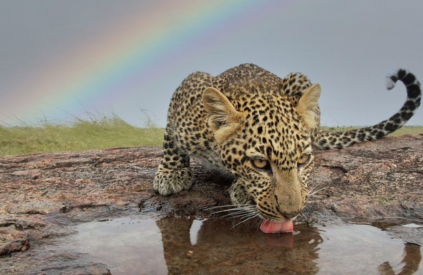 Serengeti