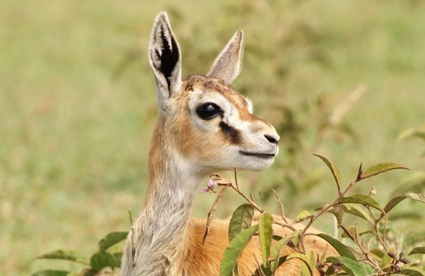 Serengeti
