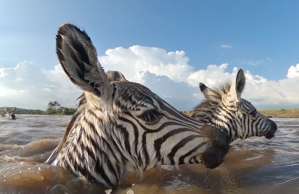 Serengeti
