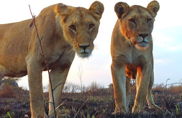 Serengeti