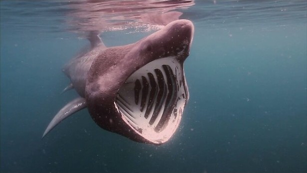 Natuur: Bedreigde diersoorten keren terug in Europa