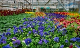 Teure Blüten - Das Geschäft mit der Luxusware Blume