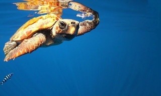 The Canary Islands