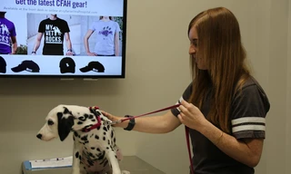The vet life