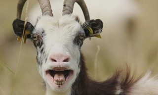 Tierisch schlau!