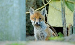 Tierisches Hamburg