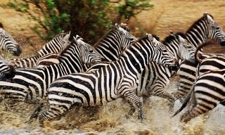 Trials of the wild