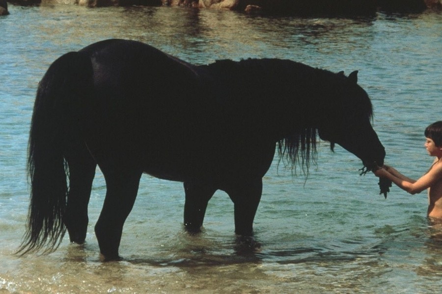 The Black Stallion