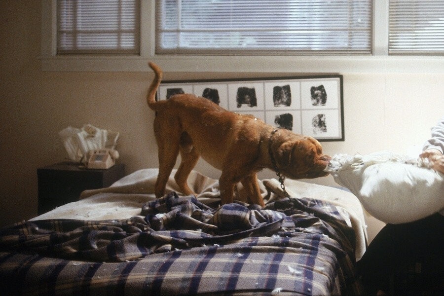 Turner & Hooch