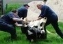 The incredible Dr. Pol