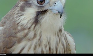 Vogels van Australië