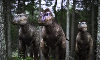 Walking with dinosaurs