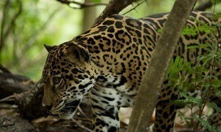 Wild Costa Rica