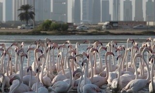 Wild Dubai