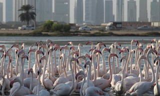 Wild Dubai