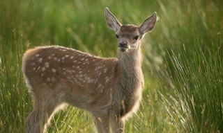 Wild Scotland