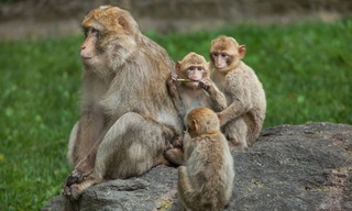 Wild Taiwan: Jungle island