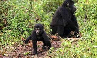 Wild Uganda