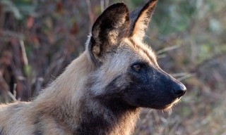 Wilde Honden: Met de Roedel mee