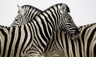Wildlife on One