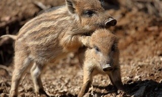 Wildschweine - Das Comeback