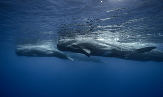 Wonders of the Ocean
