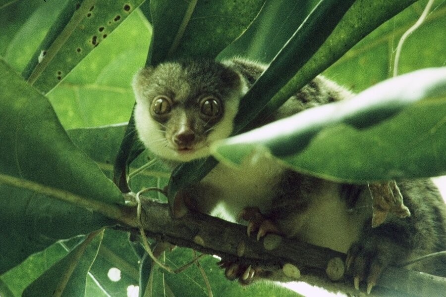 Wildest islands of Indonesia